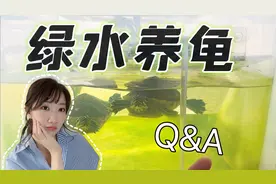 龟缸又长藻了！听说绿水养龟包治百病？新手养龟科普