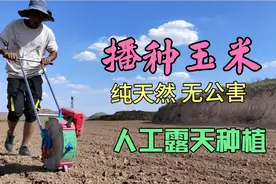 人工种植露天玉米，用手推播种器，一天最多能种二十亩！效果不错视频封面