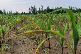 雨后被水泡过玉米苗发黄，只需喷一喷玉米苗黝黑发亮，省钱又好用