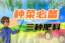 不管种植叶菜还是瓜果蔬菜，这三种肥料记得用上，效果真的好视频封面