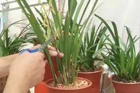 兰花开完花以后，抓紧做好两件事，壮芽就能蹭蹭蹭的往上冒视频封面