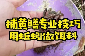 农场故事（第20集）大厨现场教你用蚯蚓做饵捕黄鳝，效果不错！