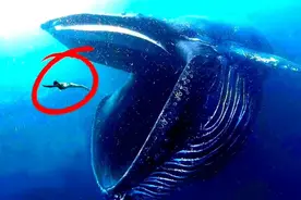 世界上最大的十种海洋生物（上）视频封面
