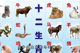 十二生肖的由来视频封面