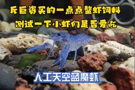 斥“巨资”买的高档鳌虾饲料，测试一下小虾们是否爱吃视频封面