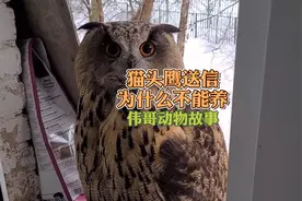 俄罗斯鸟类专家尼卡教授介绍猫头鹰的危险，为什么猫头鹰不能养？视频封面