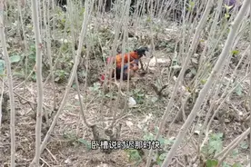 霸王鸡离开一会，两只小公鸡抓住机会，瞬间一起跳到母鸡身上
