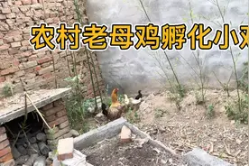 农村真实老母鸡孵化小鸡一次能孵化23只小鸡最后成活率真低。视频封面