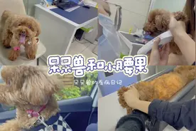 呆呆兽和小腰果的Vlog之呆呆兽看病日记