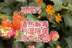 第二十七天，马缨丹的大功效:慢性咽炎，慢性胃肠炎，湿疹！！！视频封面