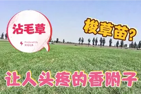 50亩花生地里长满香附子，农村大姐直呼头疼，有啥好办法能除干净视频封面