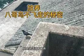 想要八哥鸟散养不飞走，从小就得开始训练视频封面