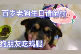 狗狗百岁请全村狗朋友吃鸡腿，哈哈哈视频封面