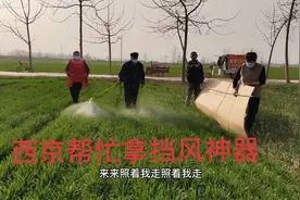 为了不让邻居家的蒜苗受到除草剂药害，西京帮忙拿“挡风神器”视频封面