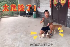 刚满月的小狗接二连三的死亡，没想到罪魁祸首竟是一种体内寄生虫