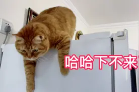 小猫咪淘气上冰箱上下不来了，下面灶台上大虾可熟了，哈哈哈！视频封面