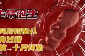 揭秘生命诞生的全过程！从受精到十月怀胎出生！母爱太伟大了！视频封面