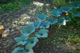 藏猫猫的瓜儿子