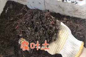 种菜不用花钱买土，5分钟教你2种自制腐叶土的方法，简单又实用视频封面