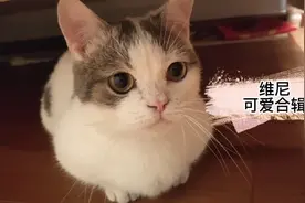 可爱维尼合辑！一起来云吸猫～