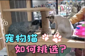 揭秘“男不养猫，女不养狗”的真相，为啥说好男不养猫好女不养狗视频封面