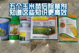 五个玉米苗后除草剂测评，知道这些知识不花冤枉钱，更高效除草。视频封面