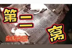 大母羊产羔全过程，在没有人为辅助的情况下看的让人心疼