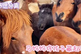 上车即和妈妈分开，母子分离声声呼唤，情依依从此会不会再相见？视频封面