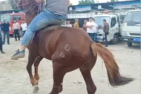 要价两W没人敢骑的🐴，骑手阿布都不备马鞍给众人看，电车遭殃