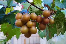 这种自制肥水是最好的营养液，给果树来一口，果实长得又大又甜蜜视频封面