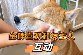 柴犬金胖喜欢和女主人互动，怎么闹都不会生气，开心的像个孩子