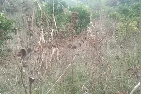 农村就是好，满山都是宝！这种药材你了解吗？建议收藏备用。视频封面