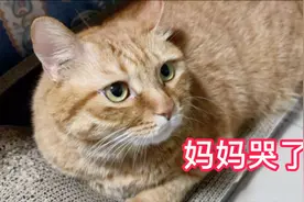 猫妈抚摸着小猫咪回忆起了童年的点点滴滴，不禁哽咽落泪想奶奶了视频封面