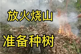 小吴放火烧山准备种树，种树前使用这一招，能让杂草半年才长出来视频封面