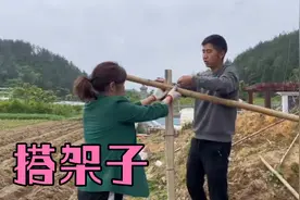 老鸡今年全面搞种植，大面积黄瓜即将投产，老妈一步一步做指导视频封面