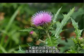大蓟的功效与作用视频封面