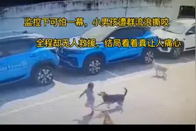 监控下可怕一幕，小男孩遭流浪狗咬，却无人救援，结局真让人痛心视频封面