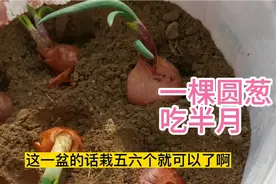 圆葱发芽了千万不要扔，只需一个小动作，一棵圆葱吃三月视频封面