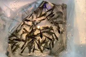 自己繁殖的小燕鱼（神仙鱼）长大了鱼缸养不下今天把它们送给鱼店视频封面