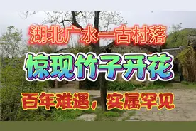 湖北广水一古村落惊现竹子开花，100年难遇，实属罕见！视频封面