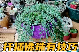 多肉佛珠爱爆盆，教你怎样自己扦插繁殖佛珠，既简单又省钱视频封面