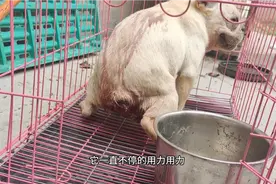 狗狗习惯性脱肛怎么办？我来告诉你原因和解决方法视频封面