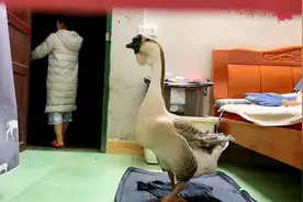见过这么粘人的大鹅吗？一到晚上跟着主人寸步不离，哪还像只村霸视频封面