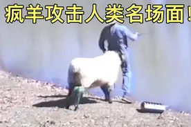 脾气暴躁的山羊用自己的特长铁头功攻击人类，最后大快人心！视频封面