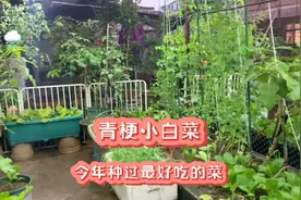 楼顶种菜地方少，青梗小白菜推荐大家试试种，种植时间短非常好吃视频封面
