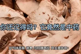 每天讲中药材白芍的功效与作用视频详解