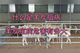 什么是羊炭疽病！人得了炭疽病危害性有多大！能不能治疗？