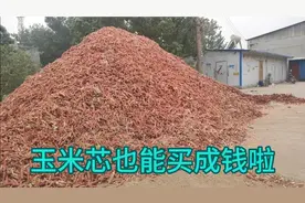 玉米价格不断上涨，玉米芯也能买成钱了，看玉米芯现在多少钱一斤视频封面