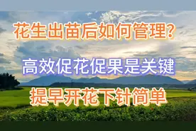 花生出苗后怎么管理？有效促进花生花芽分化？花多花早下针简单！