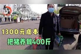 技术突破！1300元成本把猪养到400斤，造肉一成本控制在5元以内！视频封面